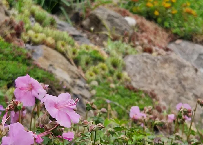 Relax Pod Javorem Apartment *